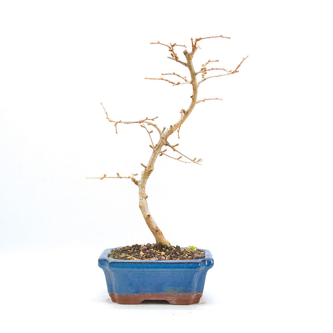 Goldlärche 'Pseudolarix amabilis'