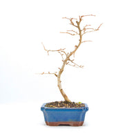 Goldlärche 'Pseudolarix amabilis'