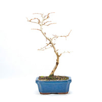 Goldlärche 'Pseudolarix amabilis'