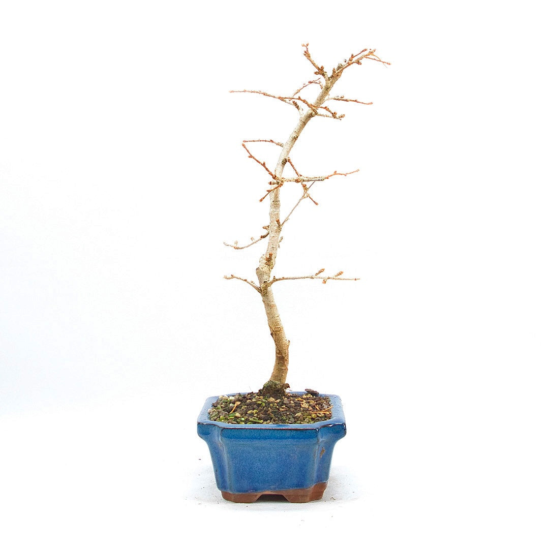 Goldlärche 'Pseudolarix amabilis'