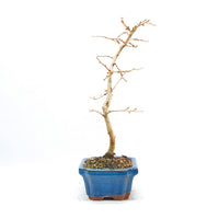 Goldlärche 'Pseudolarix amabilis'