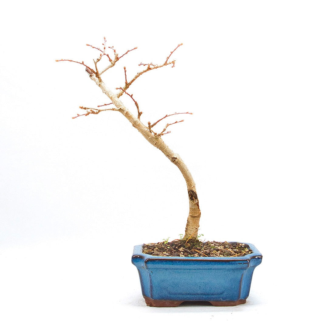 Goldlärche 'Pseudolarix amabilis'