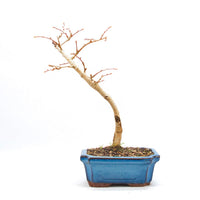 Goldlärche 'Pseudolarix amabilis'