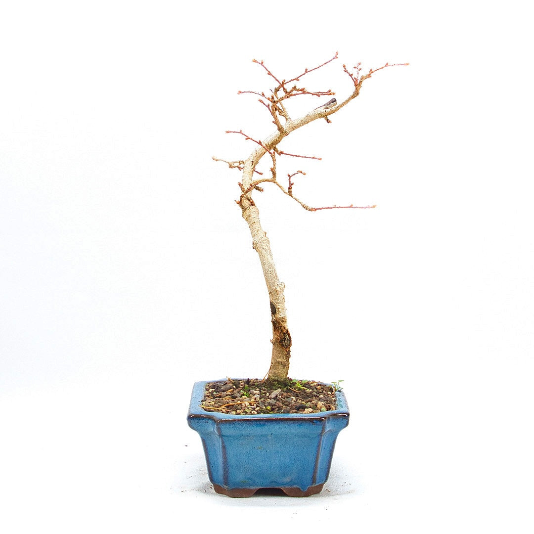 Goldlärche 'Pseudolarix amabilis'