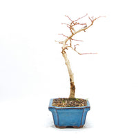 Goldlärche 'Pseudolarix amabilis'