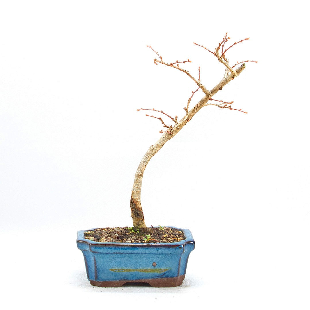 Goldlärche 'Pseudolarix amabilis'