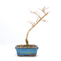 Goldlärche 'Pseudolarix amabilis'