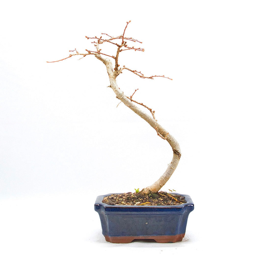 Goldlärche 'Pseudolarix amabilis'