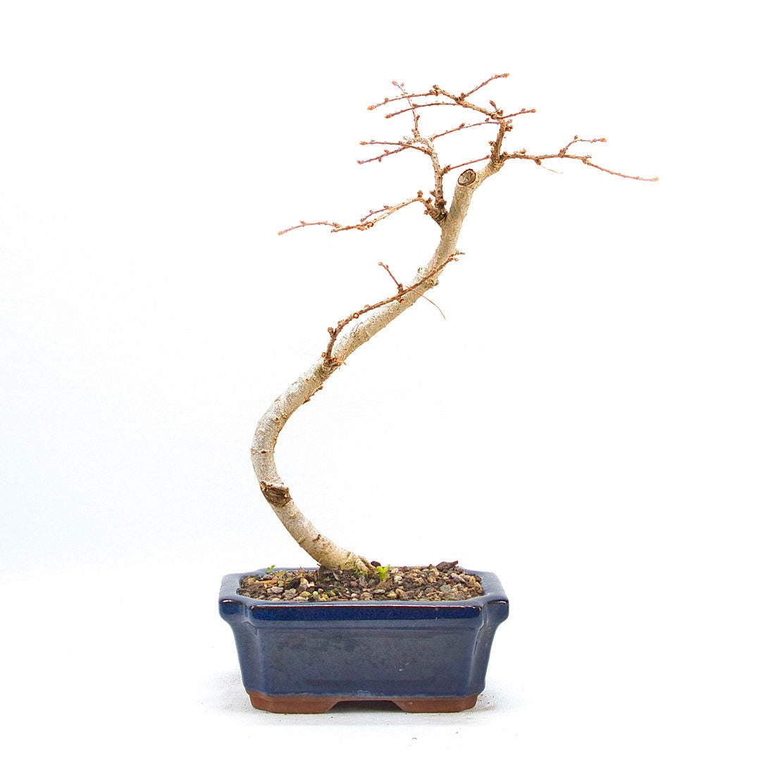 Goldlärche 'Pseudolarix amabilis'