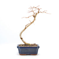 Goldlärche 'Pseudolarix amabilis'