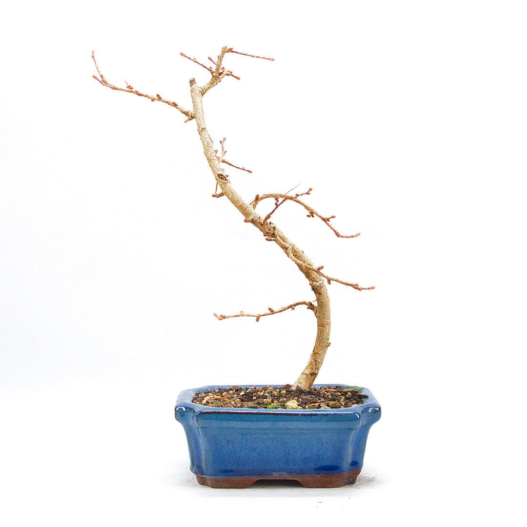 Goldlärche 'Pseudolarix amabilis'