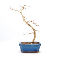 Goldlärche 'Pseudolarix amabilis'