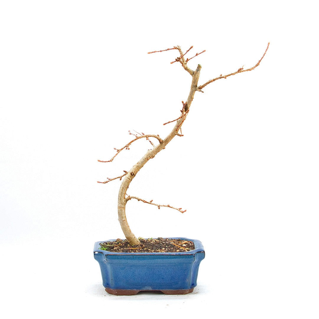 Goldlärche 'Pseudolarix amabilis'