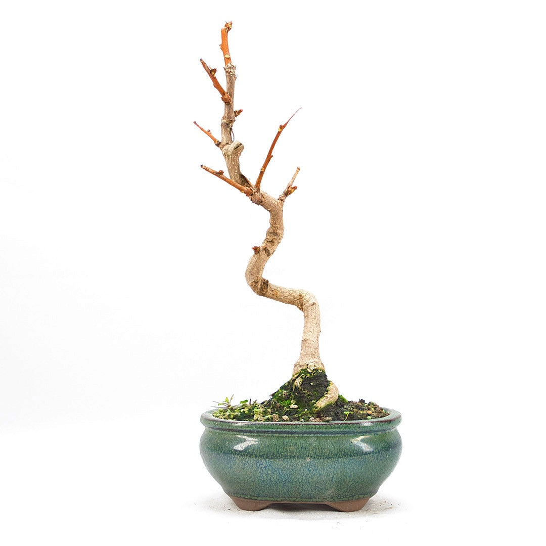 Ginkgo biloba 'Fächerblattbaum'