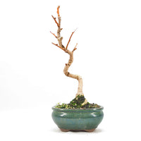 Ginkgo biloba 'Fächerblattbaum'