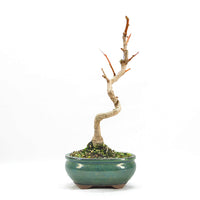 Ginkgo biloba 'Fächerblattbaum'