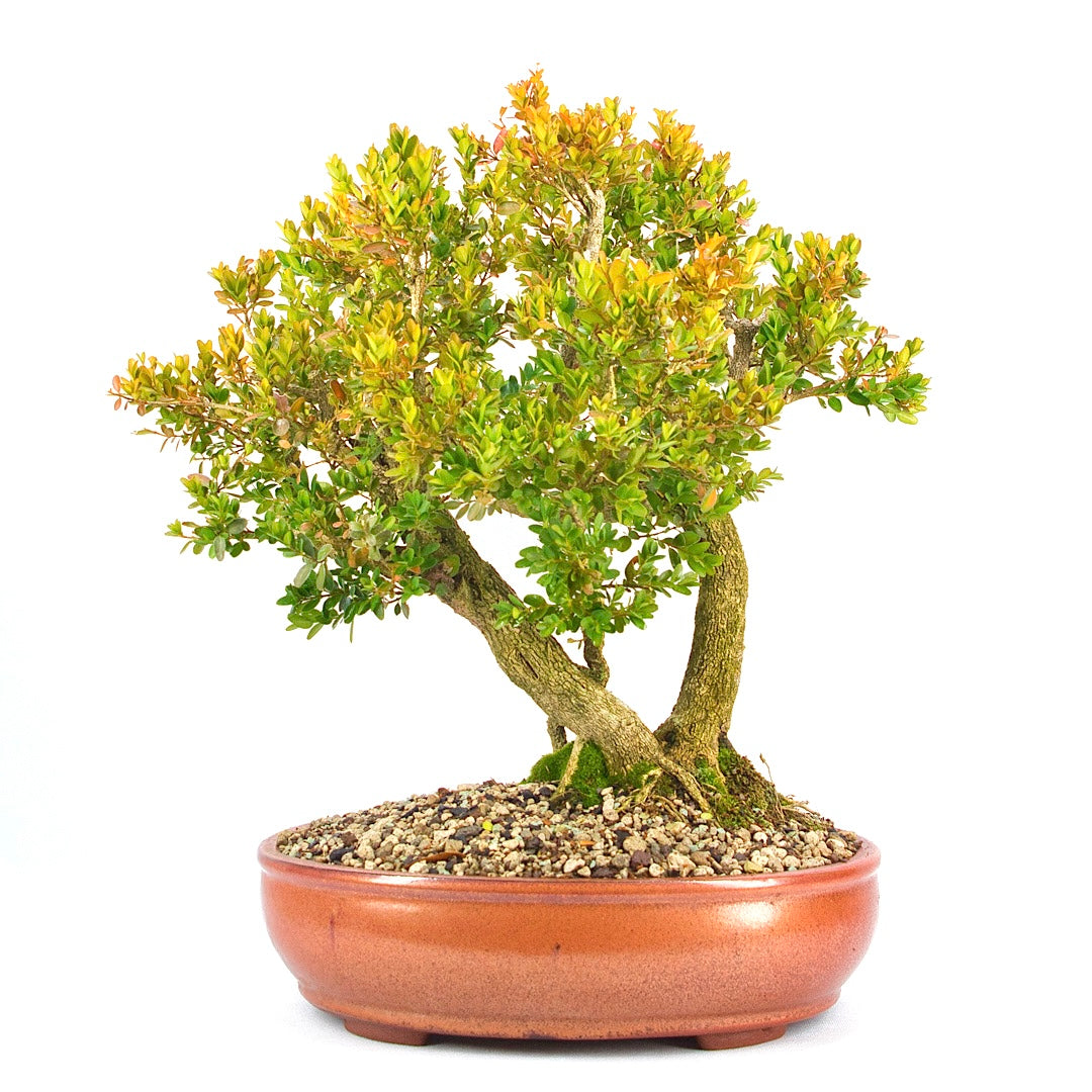 Buchsbaum 'Buxus sempervirens'