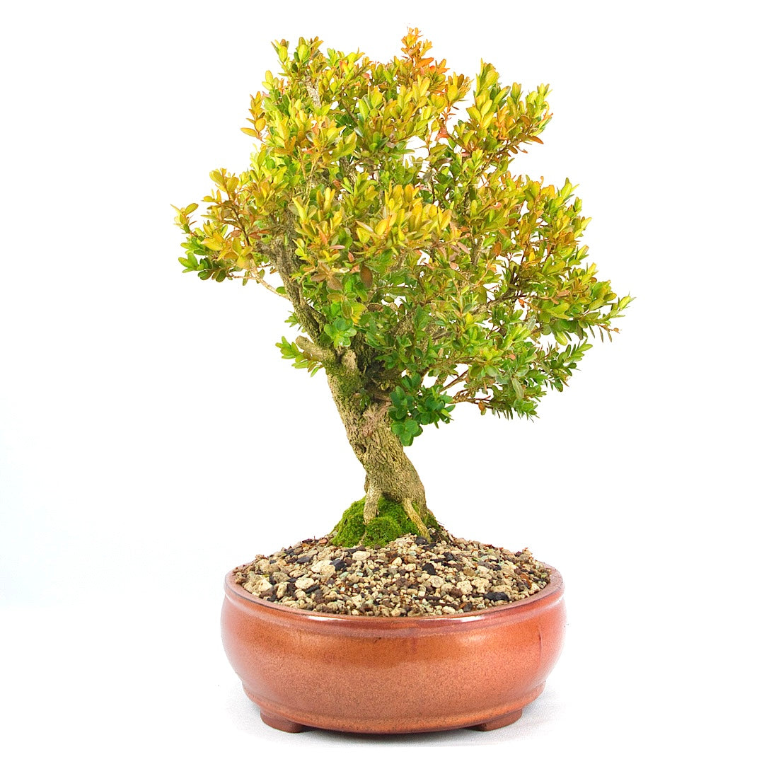 Buchsbaum 'Buxus sempervirens'