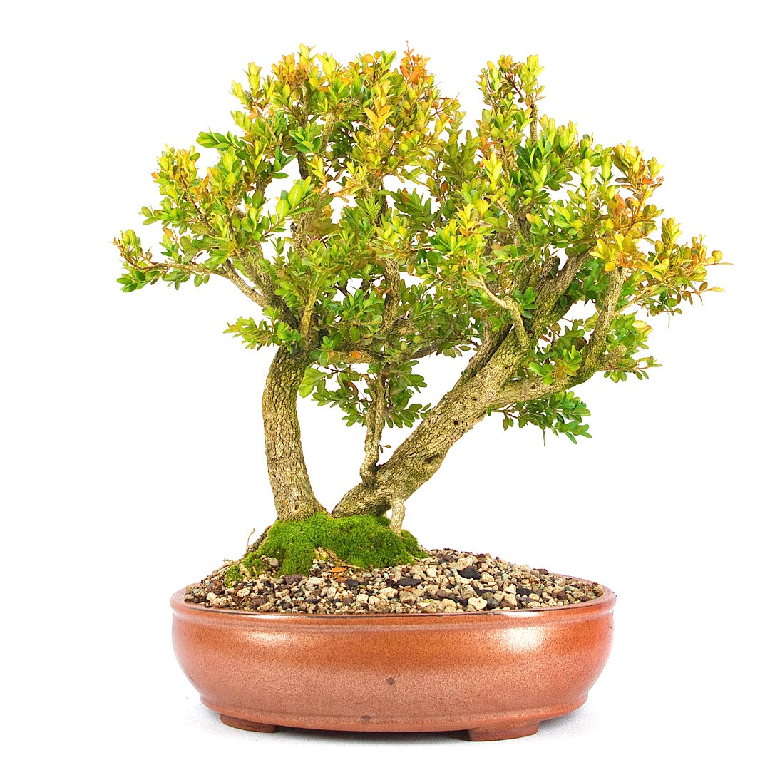 Buchsbaum 'Buxus sempervirens'