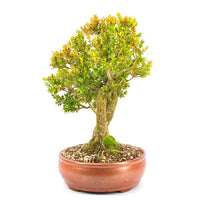 Buchsbaum 'Buxus sempervirens'