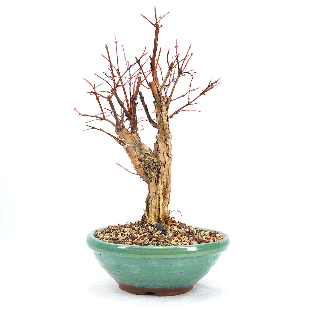 Blaue Heckenkirsche 'Lonicera caerulea'