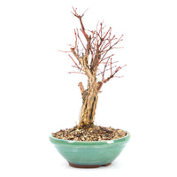 Blaue Heckenkirsche 'Lonicera caerulea'