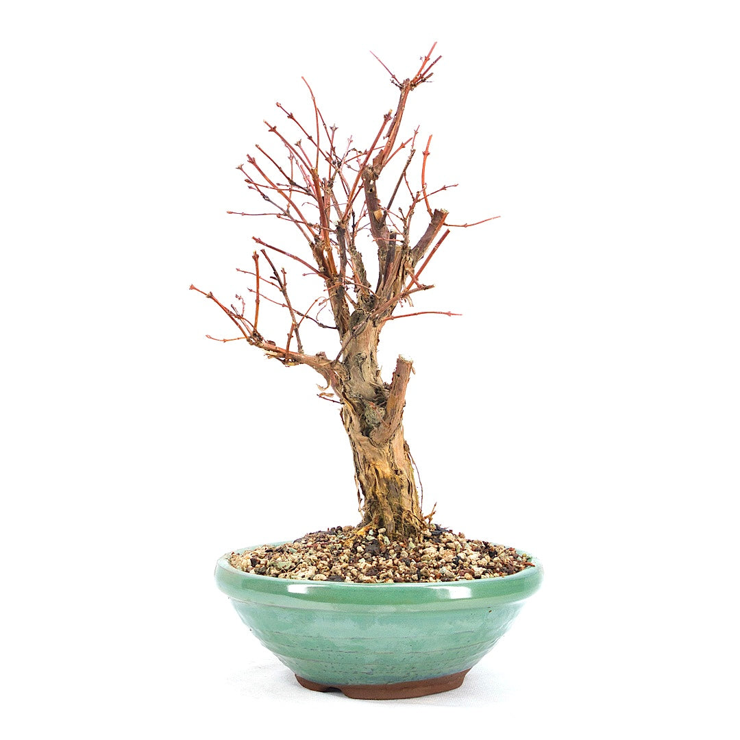 Blaue Heckenkirsche 'Lonicera caerulea'