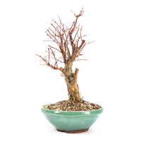 Blaue Heckenkirsche 'Lonicera caerulea'