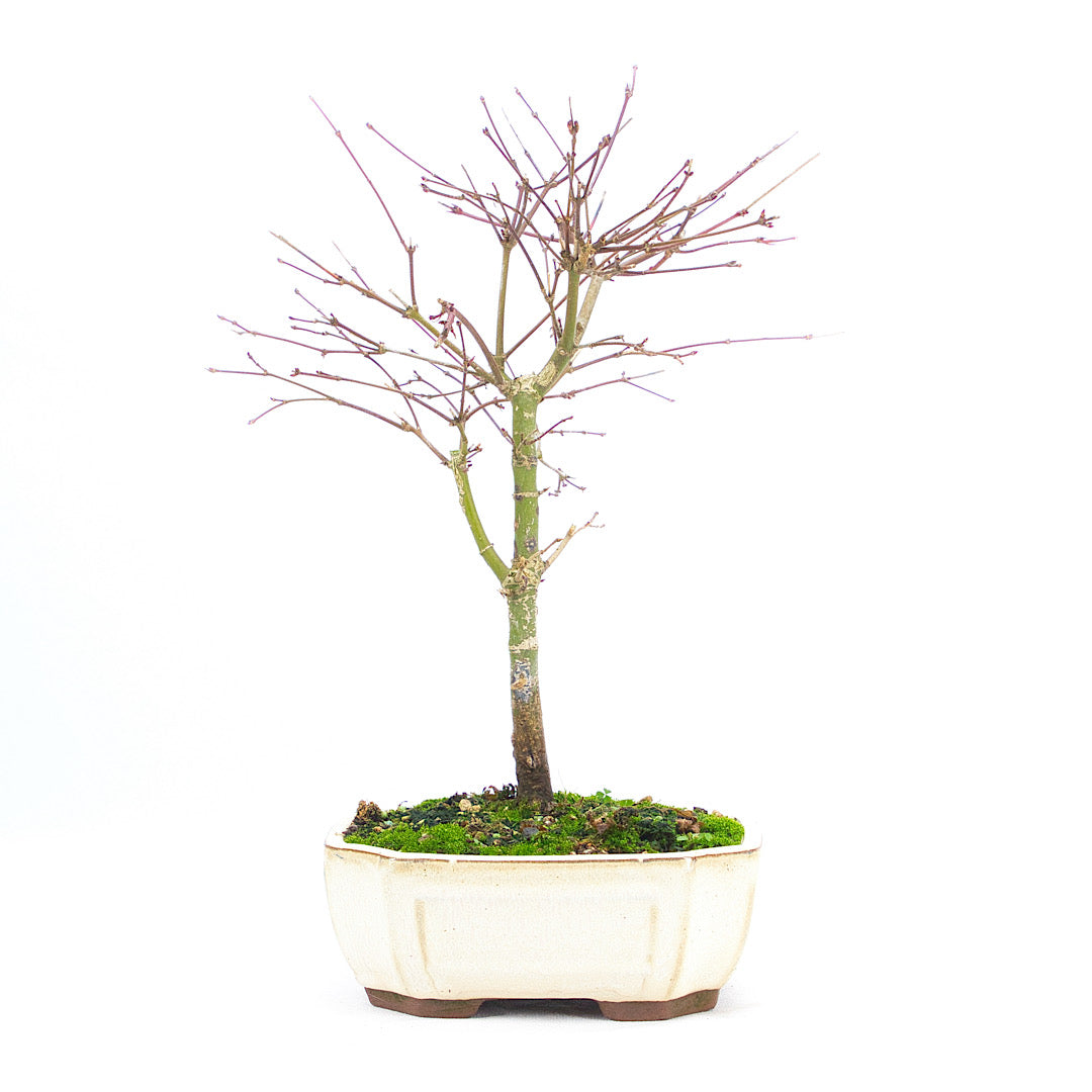 Fächer-Ahorn 'Acer palmatum 'Deshojo'