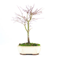 Fächer-Ahorn 'Acer palmatum 'Deshojo'