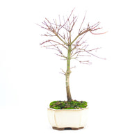 Fächer-Ahorn 'Acer palmatum 'Deshojo'