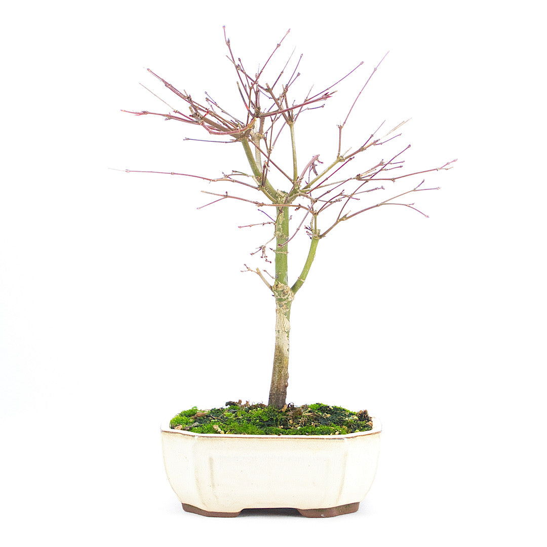 Fächer-Ahorn 'Acer palmatum 'Deshojo'