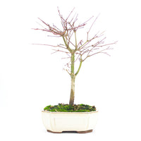 Fächer-Ahorn 'Acer palmatum 'Deshojo'