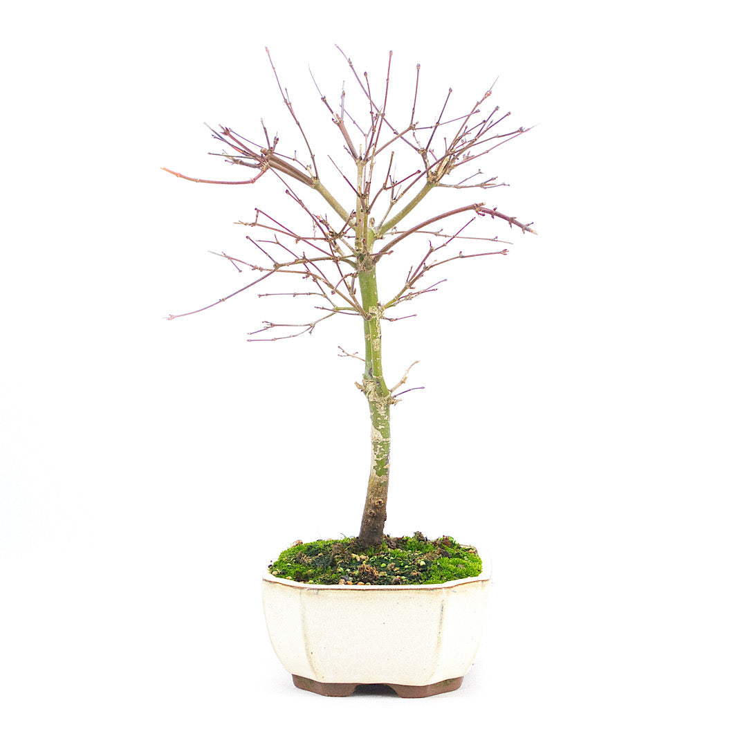 Fächer-Ahorn 'Acer palmatum 'Deshojo'