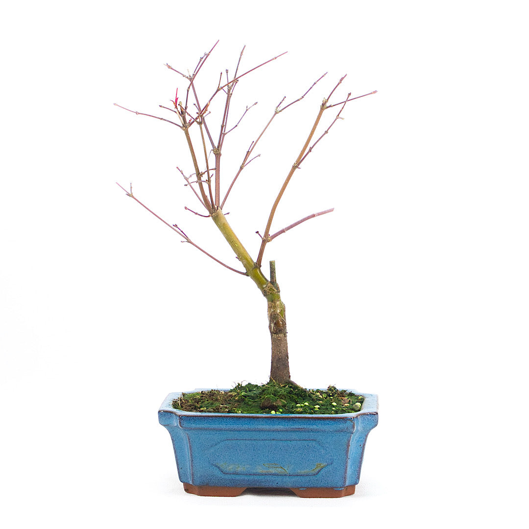 Fächer-Ahorn 'Acer palmatum 'Deshojo'