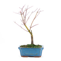 Fächer-Ahorn 'Acer palmatum 'Deshojo'