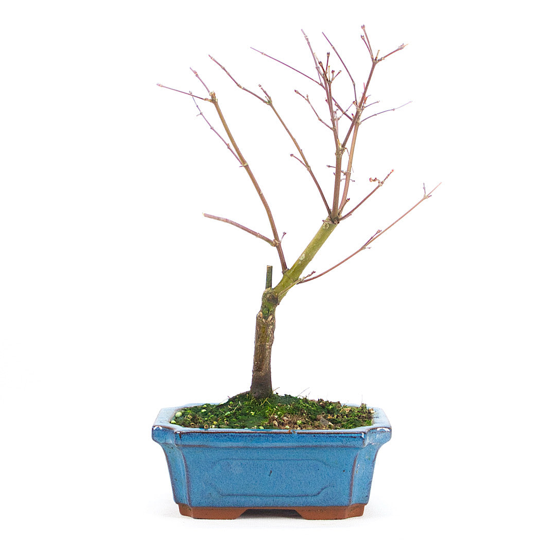 Fächer-Ahorn 'Acer palmatum 'Deshojo'