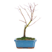 Fächer-Ahorn 'Acer palmatum 'Deshojo'