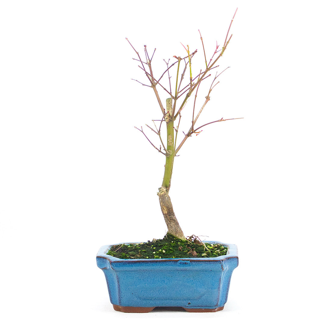 Fächer-Ahorn 'Acer palmatum 'Deshojo'