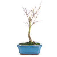 Fächer-Ahorn 'Acer palmatum 'Deshojo'