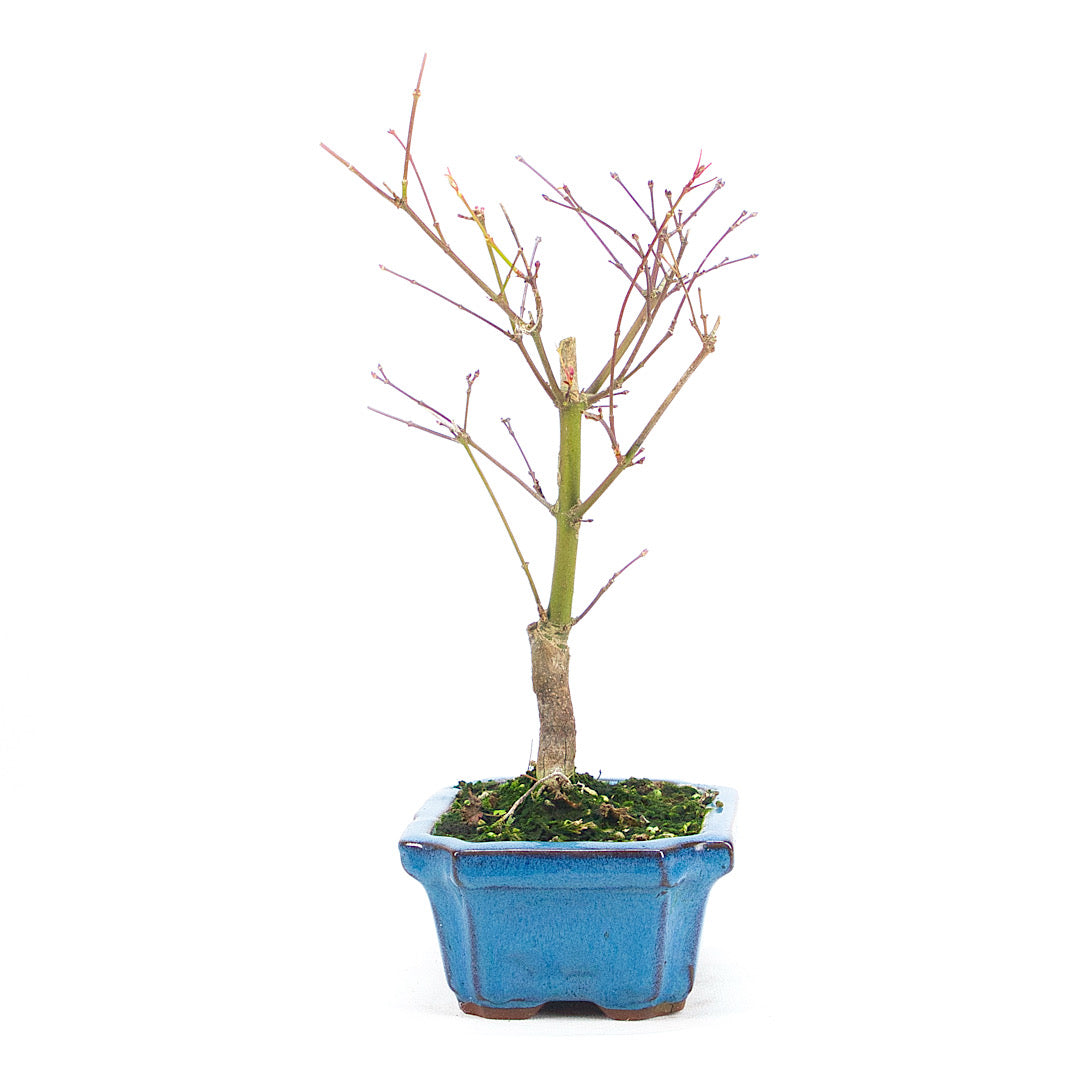 Fächer-Ahorn 'Acer palmatum 'Deshojo'