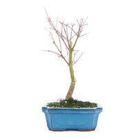 Fächer-Ahorn 'Acer palmatum 'Deshojo'