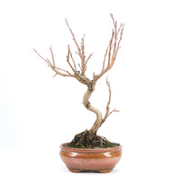 Zierapfel 'Malus spec.'