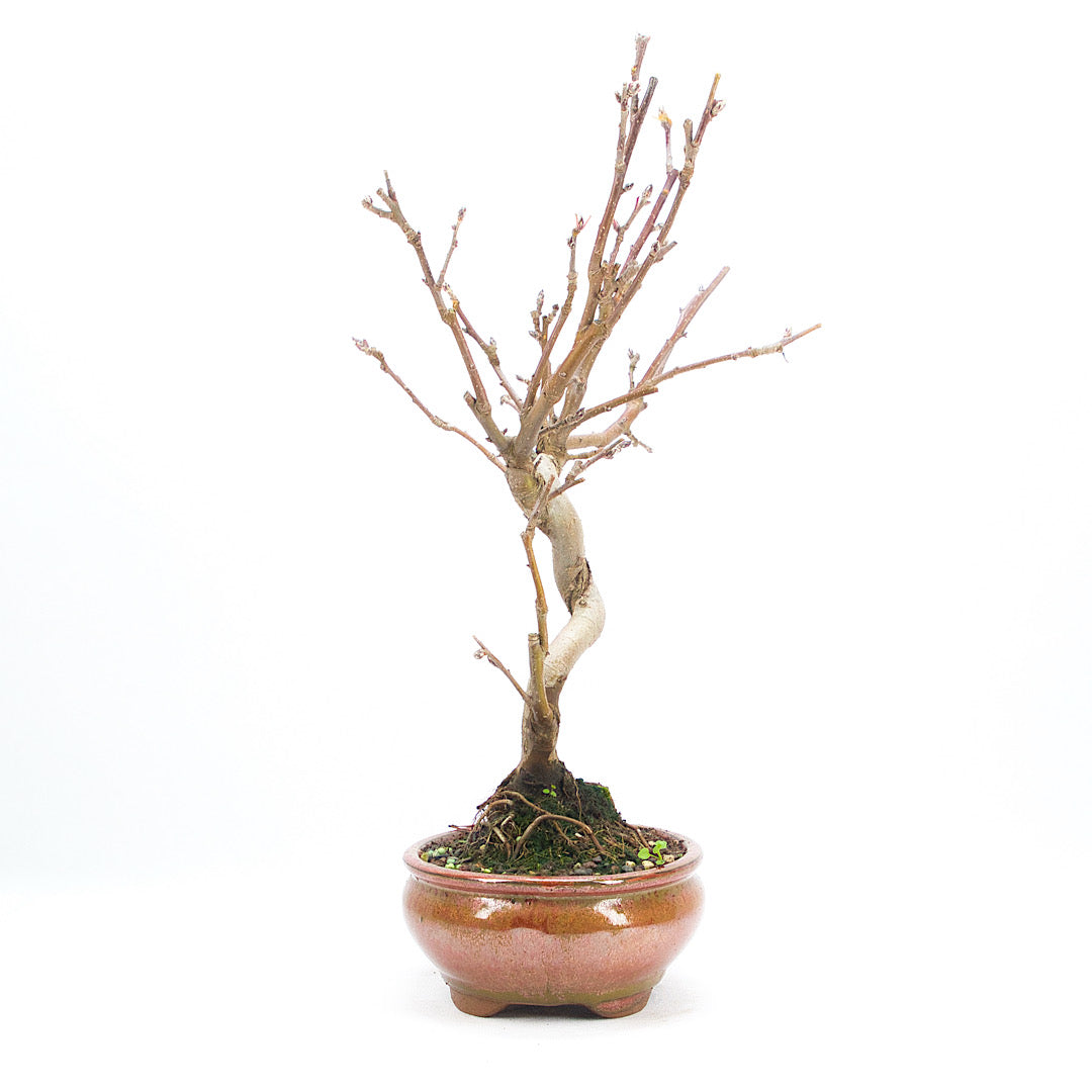 Zierapfel 'Malus spec.'