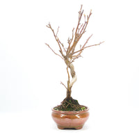 Zierapfel 'Malus spec.'