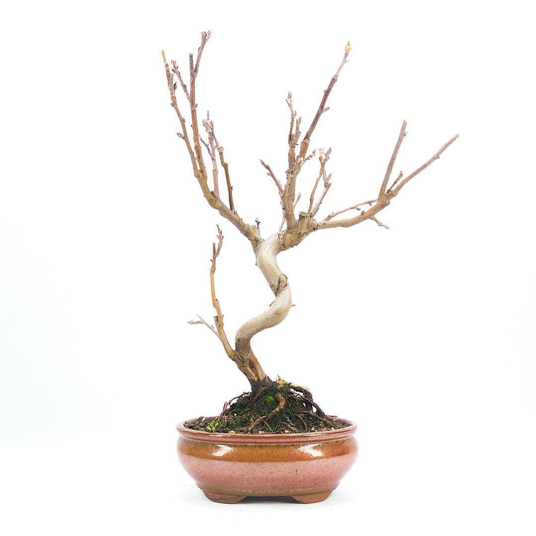 Zierapfel 'Malus spec.'