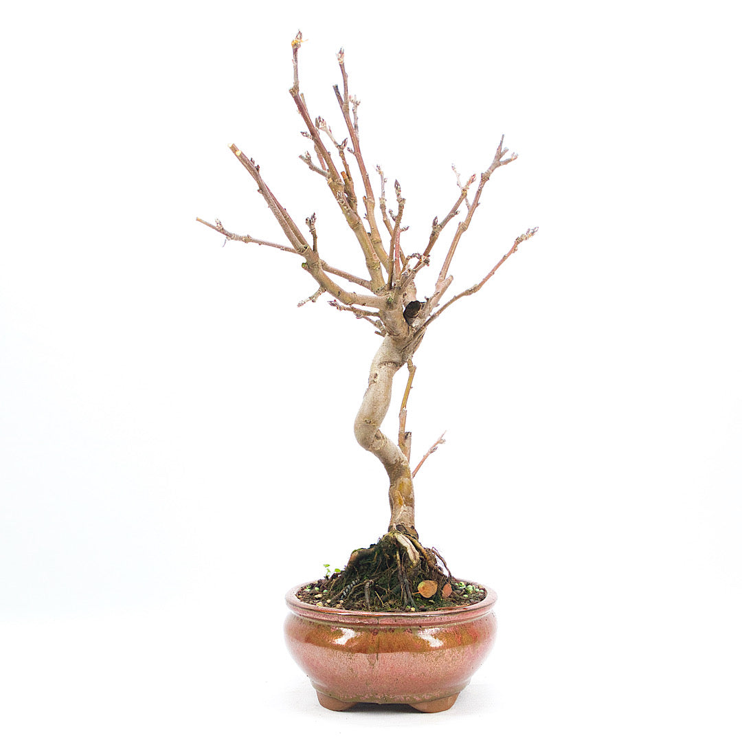 Zierapfel 'Malus spec.'