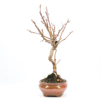 Zierapfel 'Malus spec.'