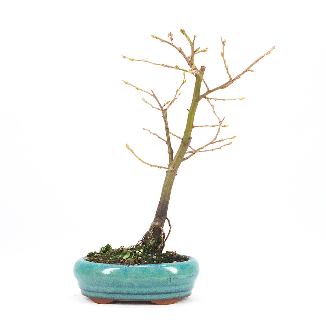 Hainbuche 'Carpinus betulus`