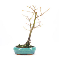 Hainbuche 'Carpinus betulus`